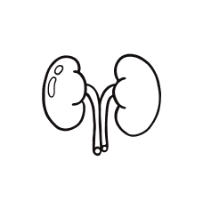 Beef Kidney