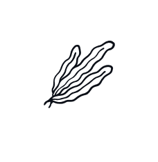 Kelp