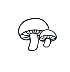 Shitake Mushrooms